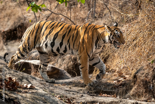 Indian wild female bengal tiger or panthera tigris tigris on territory stroll in hot summer season at bandhavgarh national park forest umaria madhya pradesh india asia
