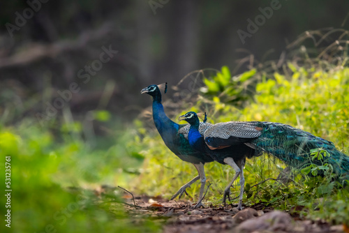 two male Indian peafowl or Pavo cristatus or peacock in natural scenic winter season forest or jungle at ranthambore national park forest reserve rajasthan india asia photo