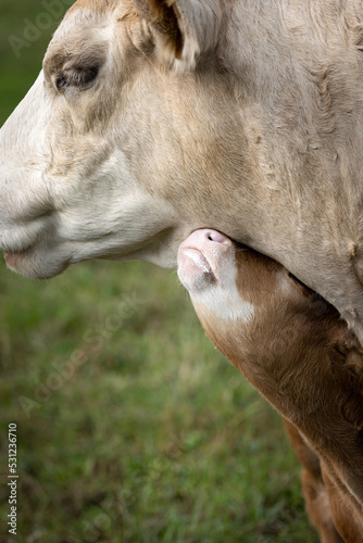 White mother cow with young brown calf, cuddle on green field in Germany