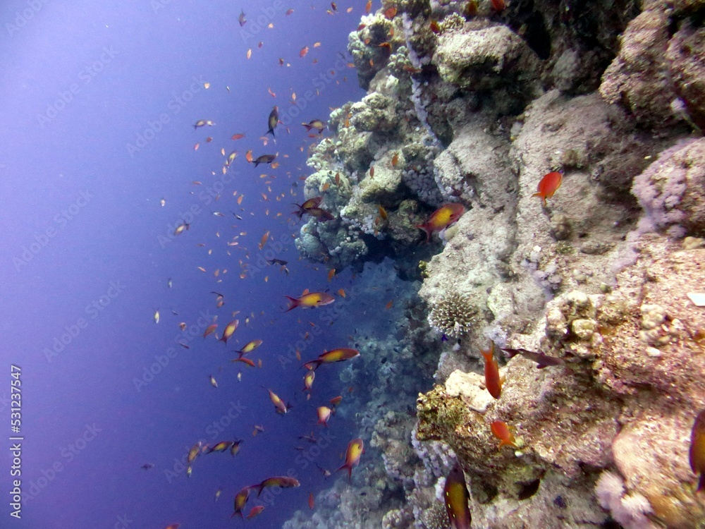 Obraz premium red sea fish and coral reef of blue hole egypt