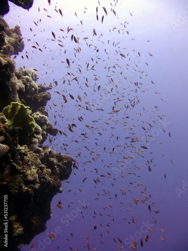 red sea fish and coral reef of blue hole egypt