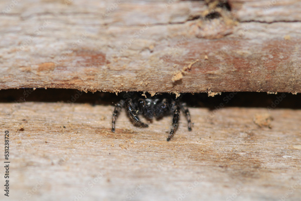 Fototapeta premium little jumping spider macro photo