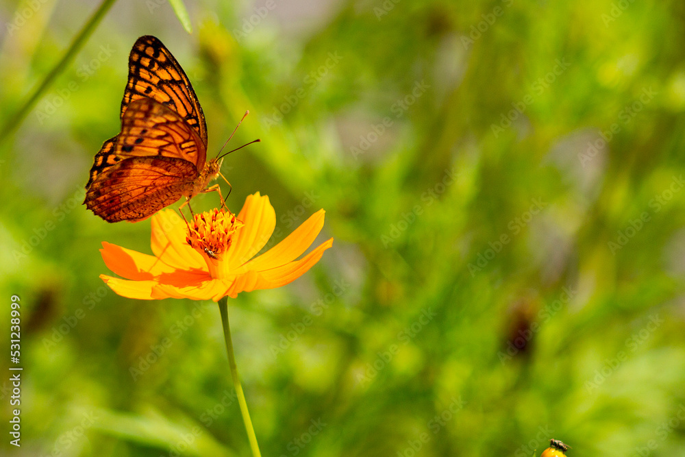 Obraz premium Butterfly