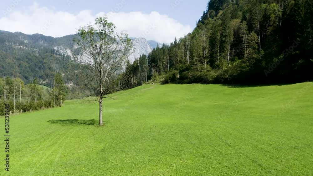 Orbiting Around Tree Standing in The Middle Of the Valley's Meadow, Golf Field With Forest and Mountains in The Background. Orbiting Around Tree Standing in The Middle Of the Valley's Meadow, Golf Field With Forest and Mountains in The Background.