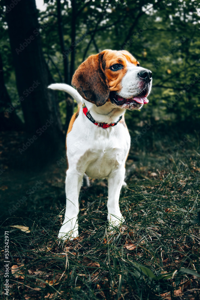 Pies beagle w lesie.