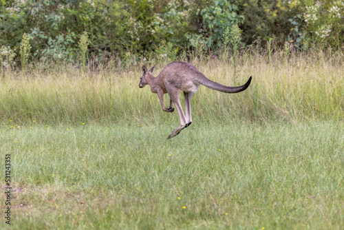Eastern Grey Kangaroo  Macropus giganteus  hopping away across a grass field in New South Wales  Australia