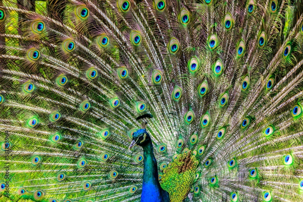 Naklejka premium peacock with feathers