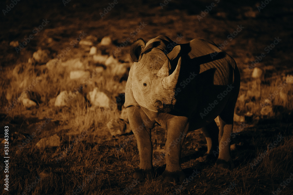 Obraz premium Spitzmaulnashorn am Wasserloch von Okaukuejo am späten Abend, lange nach Sonnenuntergang (Etosha Nationalpark, Namibia)