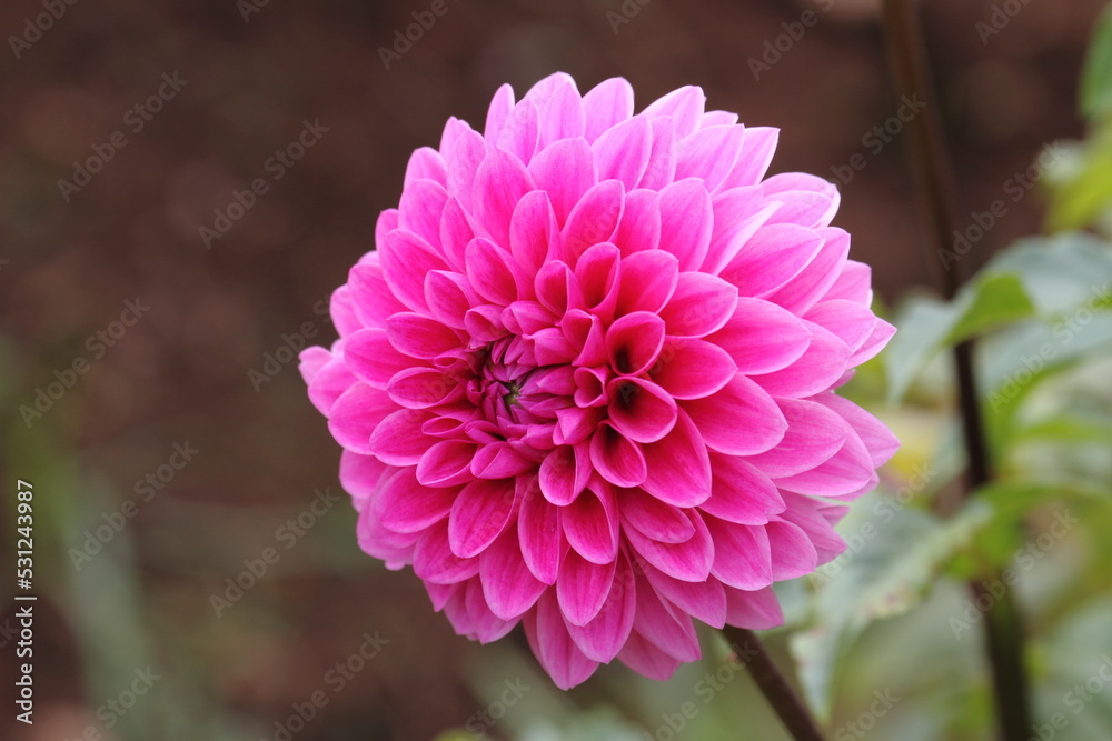 Obraz premium ダリア（ミッチャン）