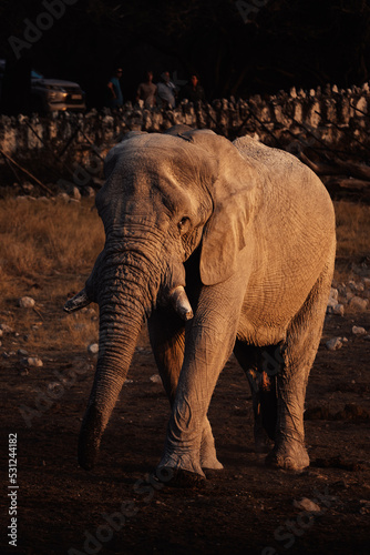 Portrait eines Afrikanischen Elefanten (Loxodonta) am Okaukuejo Wasserloch im Etosha Nationalpark bei Sonnenuntergang (Namibia)