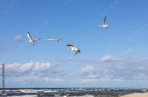 Seagulls flying over the water of the Baltic Sea on a background of blue sky  Miedzyzdroje  Poland