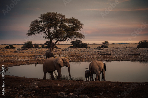 Zwei afrikanische Elefanten mit Jungtier am Wasserloch von Okaukuejo in der Abenddämmerung (Etosha Nationalpark, Namibia)