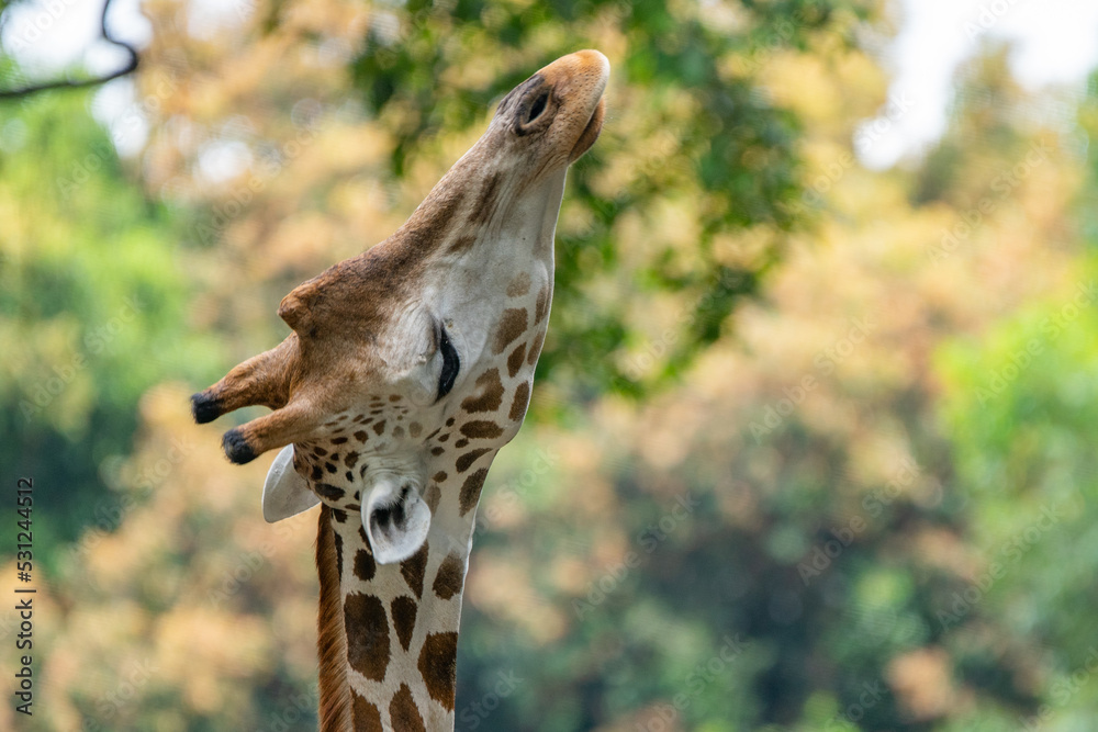 close up of a giraffe raises its head to pick leaves on tall tree branches close up of a giraffe raises its head to pick leaves on tall tree branches
