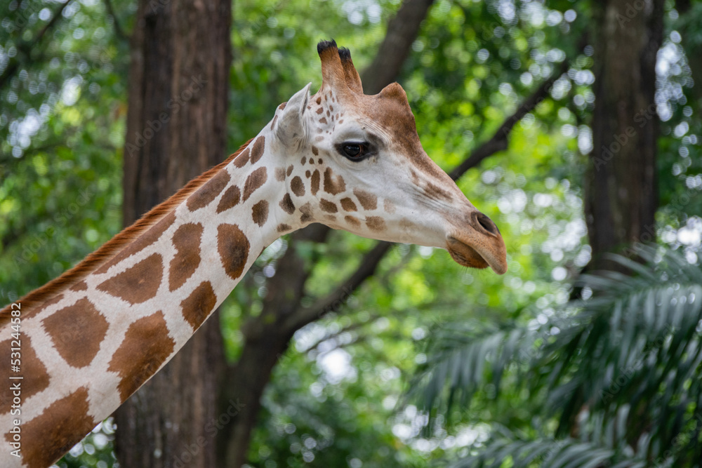 portrait of a giraffe Giraffa camelopardalis portrait of a giraffe Giraffa camelopardalis
