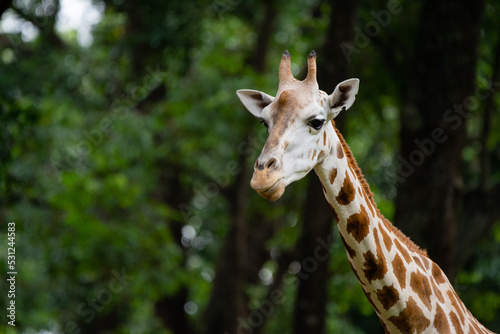 portrait of a giraffe Giraffa camelopardalis