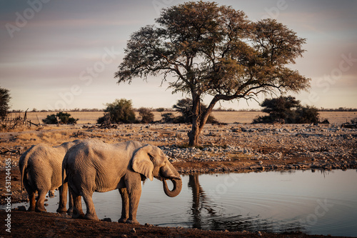 Zwei Afrikanische Elefanten (Loxodonta) trinken am Okaukuejo Wasserloch im Etosha Nationalpark kurz vor Sonnenuntergang (Namibia)