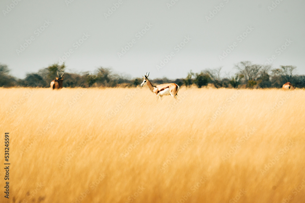 Fototapeta premium Einzelner Springbock läuft durch das hohe Gras in der Ebene des Etosha Nationalparks (Namibia)