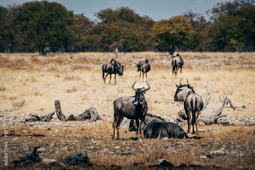 Eine Herde Streifengnus in der Savanne des Etosha Nationalparks nahe an einem Wasserloch   Namibia 