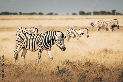 Steppenzebras laufen durch das trockene hohe Gras in der Ebene des Etosha Nationalparks  Namibia 