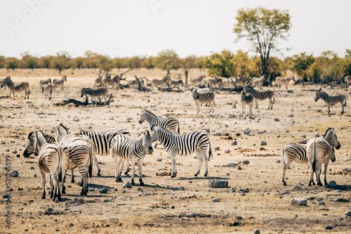 Steppenzebras stehen in der N  he eines Wasserlochs Etosha Nationalparks  Namibia 
