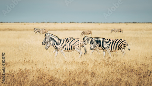 Steppenzebras laufen durch das trockene hohe Gras in der Ebene des Etosha Nationalparks  Namibia 