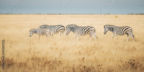 Steppenzebras laufen durch das trockene hohe Gras in der Ebene des Etosha Nationalparks  Namibia 