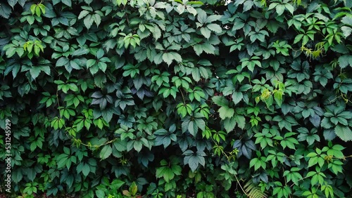 Decorative background of wild green grapes leaves. Five-leaved ivy. Natural garden hedge. Beautiful texture. Thickets creeper. Front and back yard wall decor. Autumn landscape. Live plant fence.