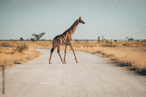 Einzelne Giraffe läuft in der Abendsonne über eine Straße im Etosha Nationalparks (Namibia)
