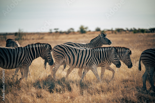 Gruppe Zebras l  uft in der Abendsonne durch die Savanne   Etosha Nationalpark  Namibia 