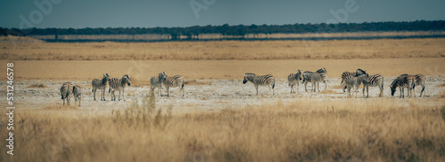 Panoramabild - Gruppe Zebras in der Trockensavanne  Etosha Nationalpark  Namibia 