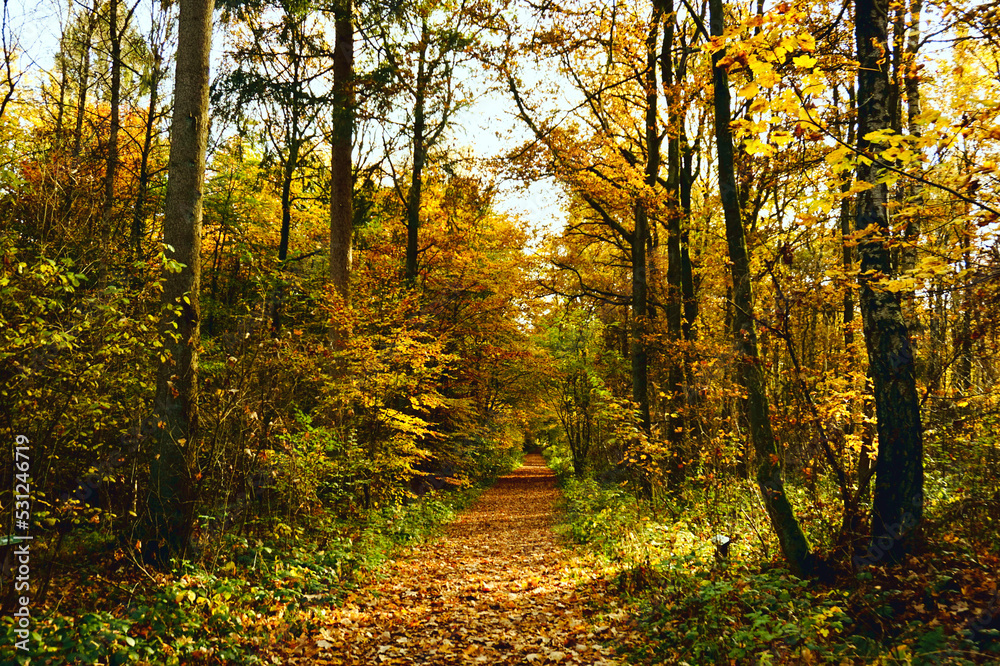 Fototapeta premium Blick in einen herbstlichen Wald von einem Waldweg dieser mittig im Bild gesäumt von zahlreichen Bäumen noch viele Blätter an den Bäumen rot gelb orange grün sonnendurchflutet