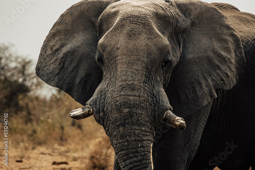 Close Up von einem Afrikanischen Elefanten im Etosha Nationalpark an einem Wasserloch (Namibia)
