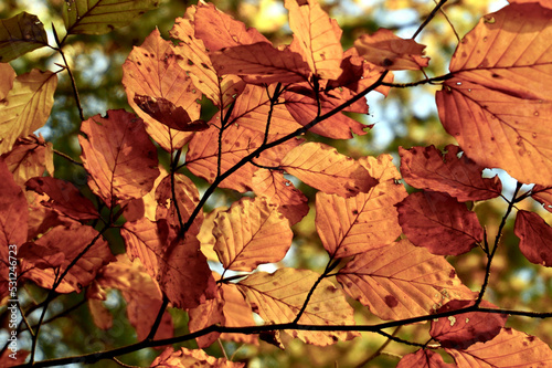 Close up Nahaufnahme mehrere Buchenblätter an einem Zweig herbstlich orange gefärbt natürlicher grüner Hintergrund unscharf bokeh