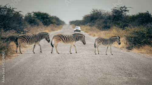 Zebras   berqueren eine Stra  e im Etosha Nationalpark  Namibia