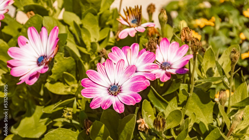 Dimorphotheca pluvialis  Cape marigold  at the famous Schattberg mountain  Saalbach-Hinterglemm  Salzburg  Austria