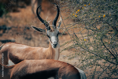 Porträt eines Springbocks (Antidorcasan), der an einem Dornenbusch frisst (Etosha Nationalpark, Namibia) photo
