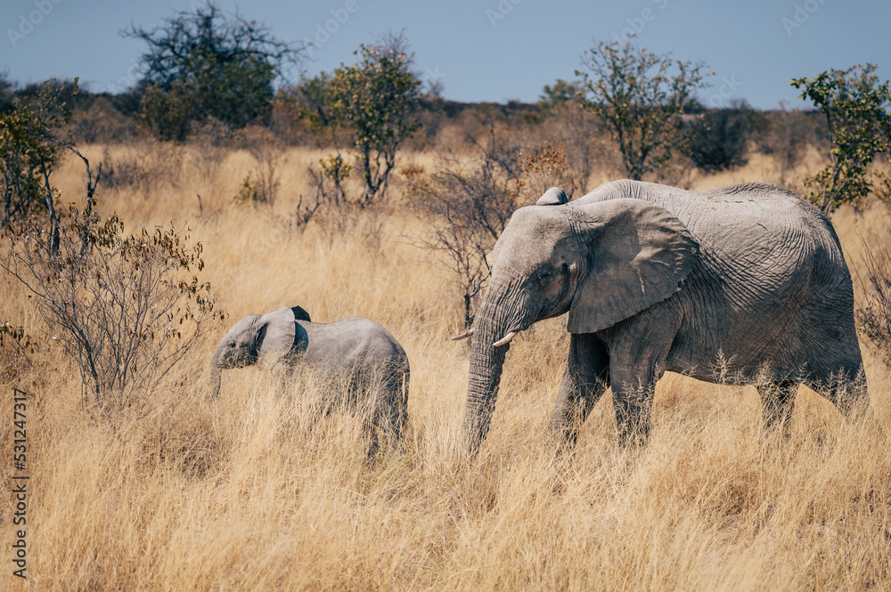 Elefanten-Kuh mit Jungtier streift durch das hohe Gras im Busch des Etosha-Nationalparks (Namibia)