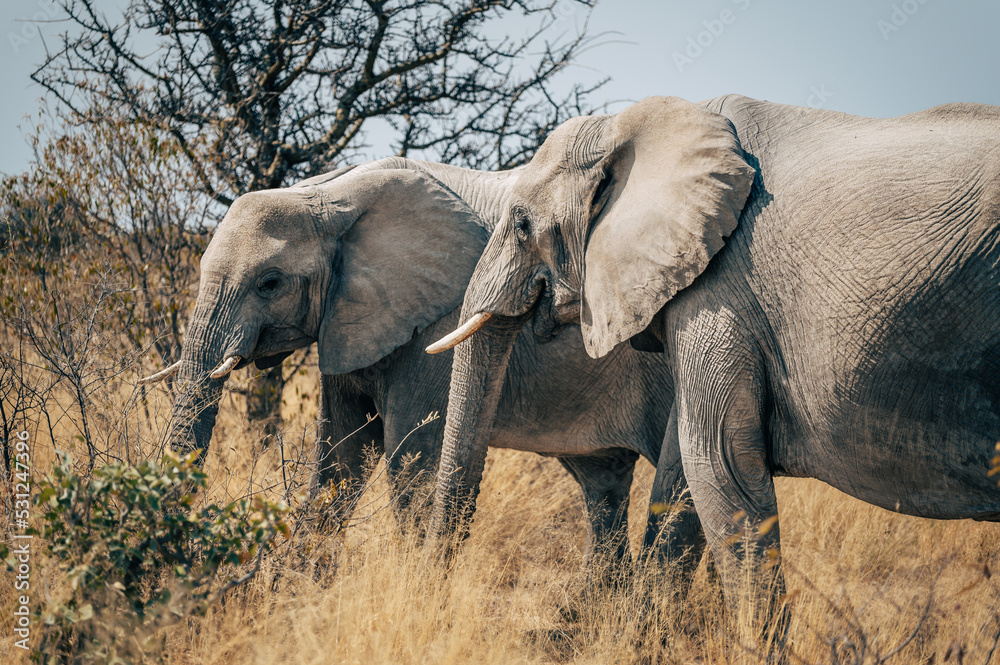 Porträt von zwei Elefanten-Kühe im Busch des Etosha-Nationalparks (Namibia)