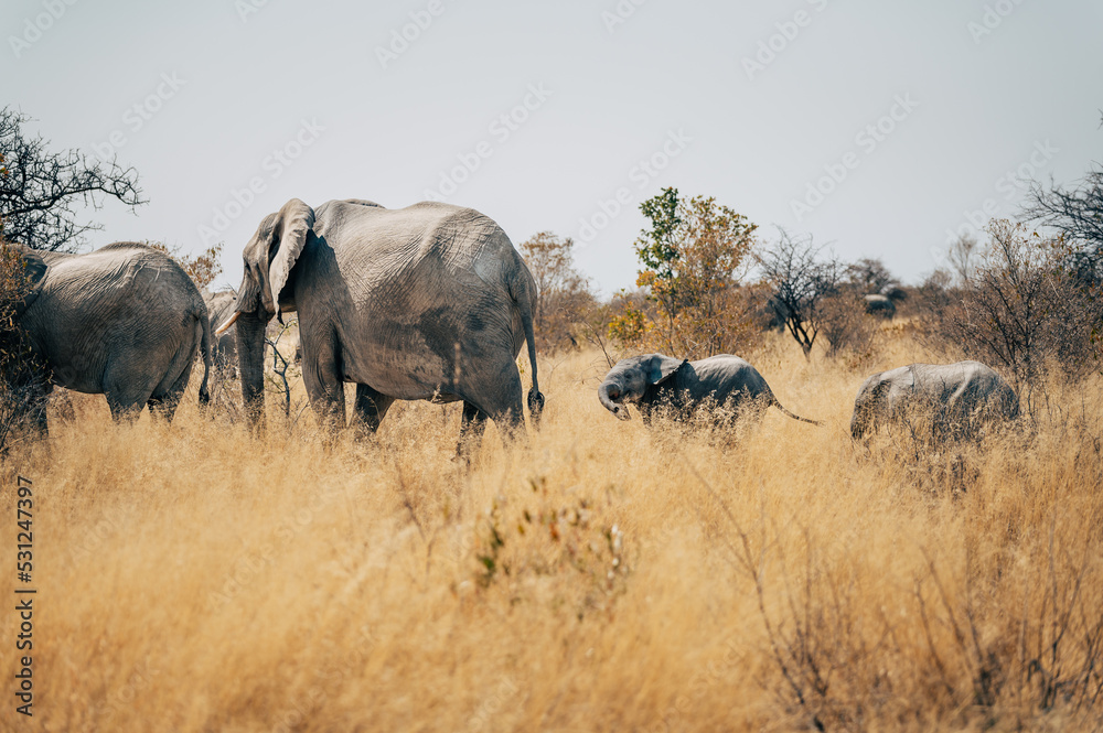 Zwei Elefanten-Kühe mit Jungtier streifen durch das hohe Gras im Busch des Etosha-Nationalparks (Namibia)