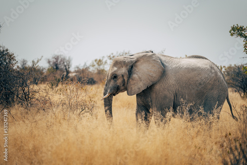 Elefanten-Kuh streift durch das hohe Gras im Busch des Etosha-Nationalparks (Namibia) © Michael