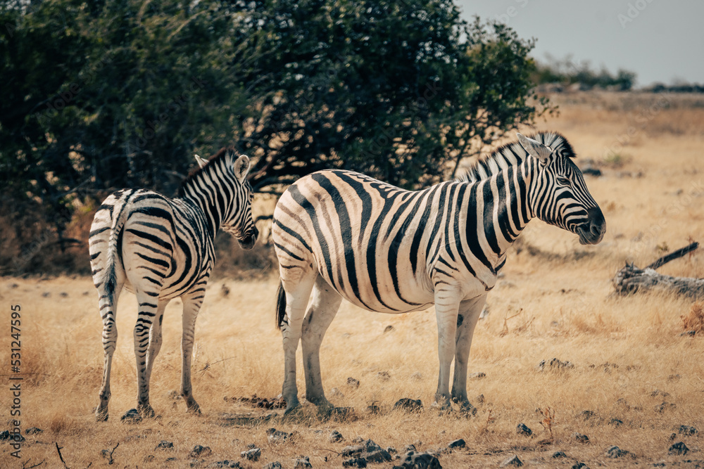 Zebra mit Fohlen in der Abendsonne im hohen Gras stehend (Etosha Nationalpark, Namibia)