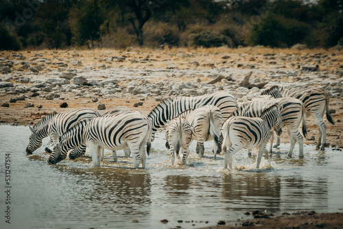Gruppe Zebras an einem Wasserloch im Etosha Nationalpark  Namibia