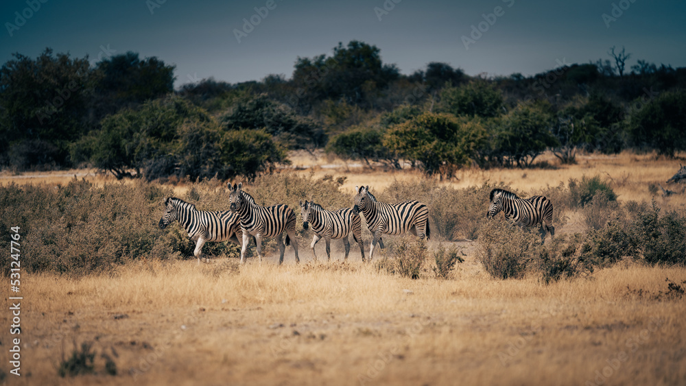 Gruppe Zebras läuft über die Trockensavanne (Etosha Nationalpark, Namibia) Gruppe Zebras läuft über die Trockensavanne (Etosha Nationalpark, Namibia)