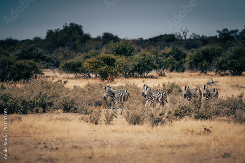 Gruppe Zebras läuft über die Trockensavanne (Etosha Nationalpark, Namibia)