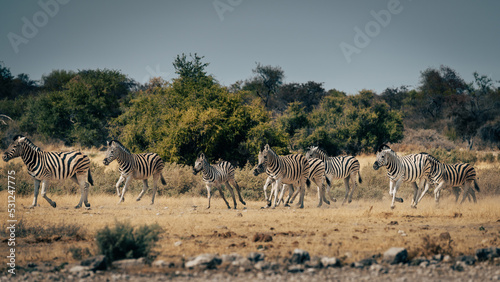 Gruppe Zebras läuft über die Trockensavanne (Etosha Nationalpark, Namibia)