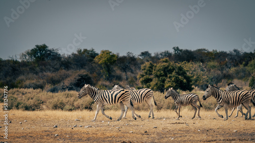 Gruppe Zebras l  uft   ber die Trockensavanne  Etosha Nationalpark  Namibia 