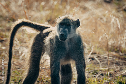 Einzelner Bärenpavian (Papio ursinus) läuft durch das Gras am Ufer des Kwando River (Caprivi, Namibia)