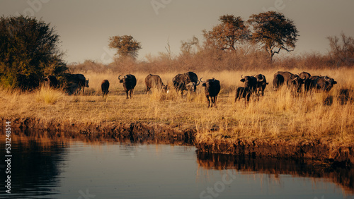 Kaffernbüffel (Syncerus caffer) in der Morgensinne am Ufer des Kwando River (Caprivi, Namibia) photo