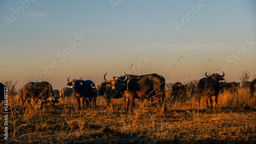 Kaffernbüffel (Syncerus caffer) in der Morgensinne am Ufer des Kwando River (Caprivi, Namibia) © Michael