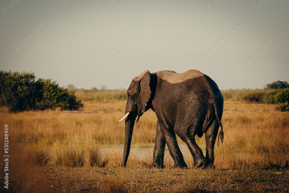 Fototapeta premium Einzelner Afrikanischer Elefant streift in der Abendsonne durch die Uferzone des Kwando (Caprivi, Namibia)